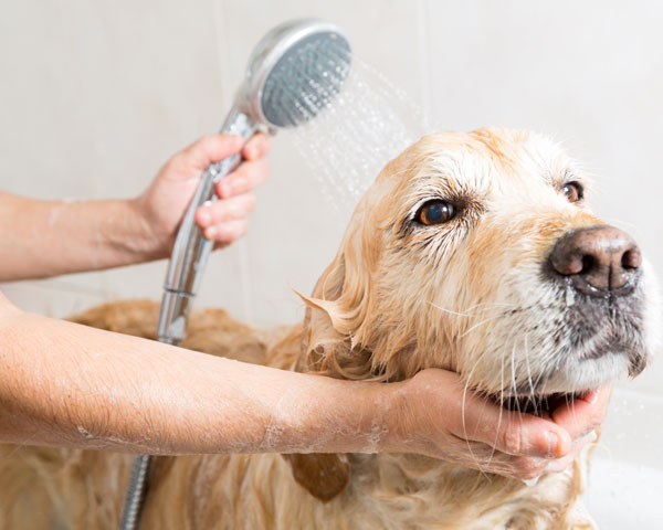 higiene-en-perros-mi-mascota-necesita-un-ba-o-mascotas-sanas-divertidas