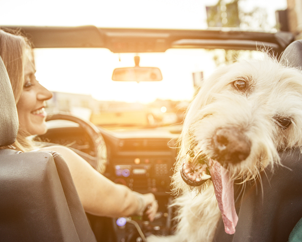 Viajar con tu mascota Dónde vas a pasar las vacaciones